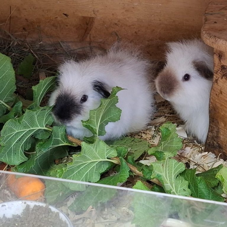 2 Meerschweinchen fressen Kohlblätter