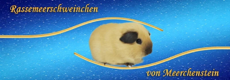 Header von Meerchenstein Meerschweinchen mit California Zeichnung auf blauem Hintergrund mit Beschriftung: Rassemeerschweinchen von Meerchenstein