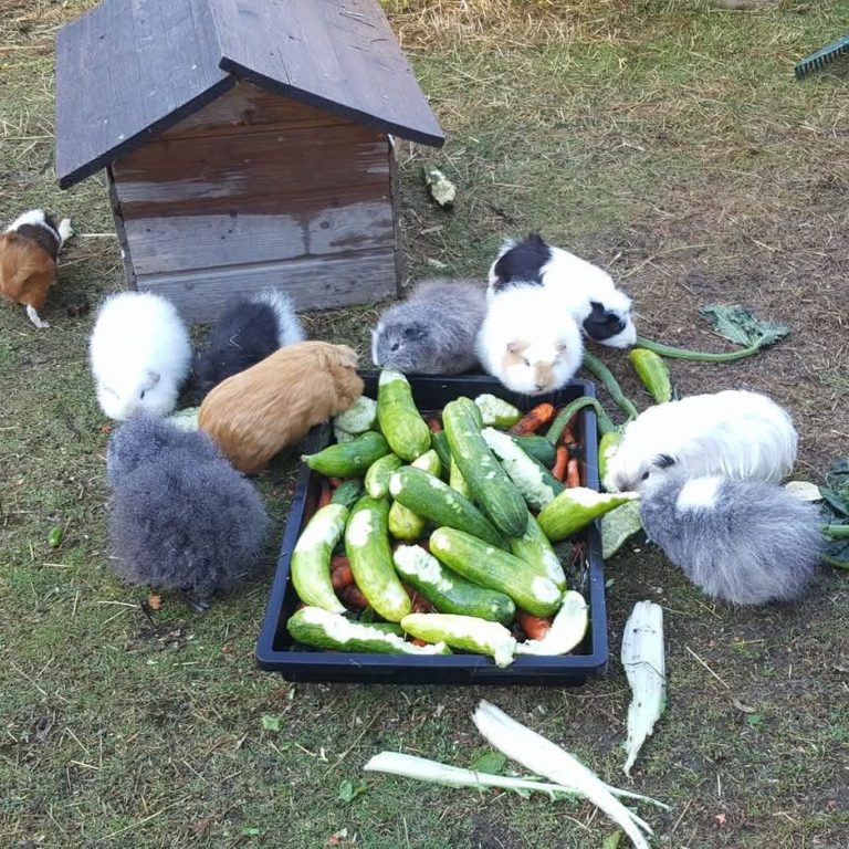 Mehrere Meerschweinchen fressen aus einer Schüssel Gurken
